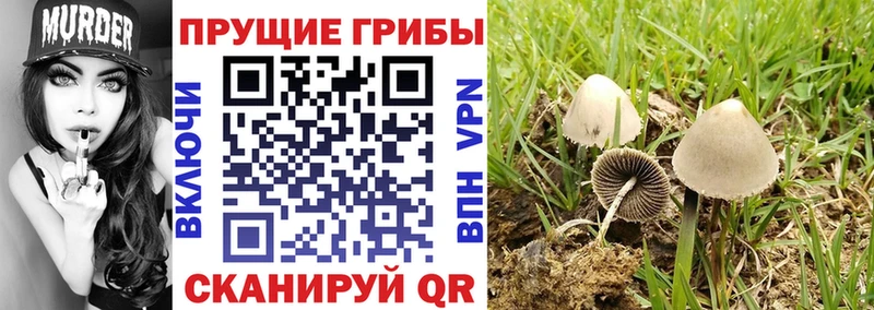 Псилоцибиновые грибы ЛСД  Купить закладки  Губкин 